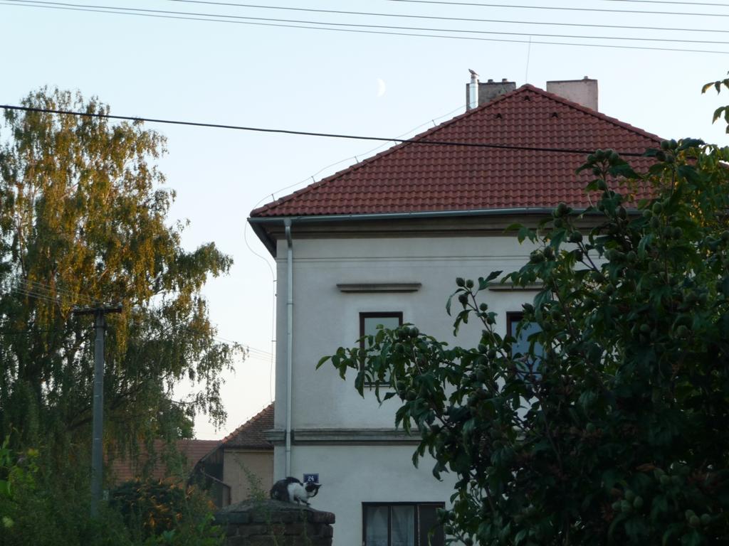 Třibřichy